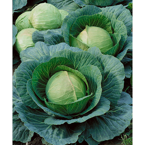 Danish Ballhead Cabbage Seeds