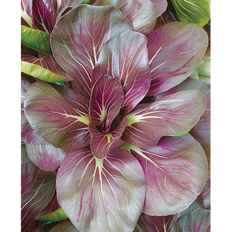 Tatsoi Scarlet Red Pak Choi Cabbage Seeds