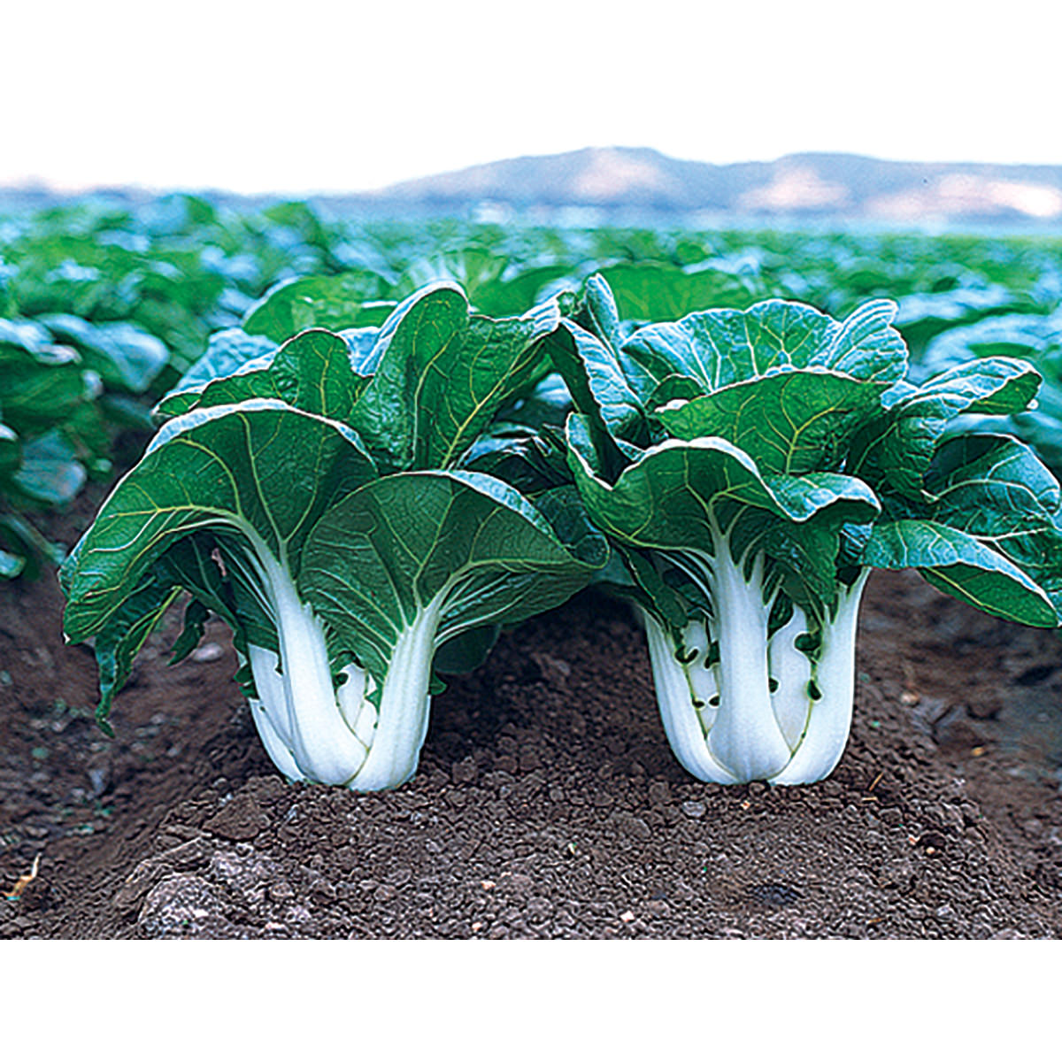 Joi Choi F1 Hybrid Pak Choi Cabbage Seeds