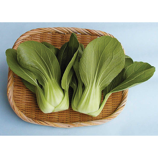 Boy Choi F1 Hybrid Pak Choi Cabbage Seeds