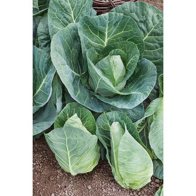 jersey garden seeds Early Jersey Wakefield Cabbage Seeds