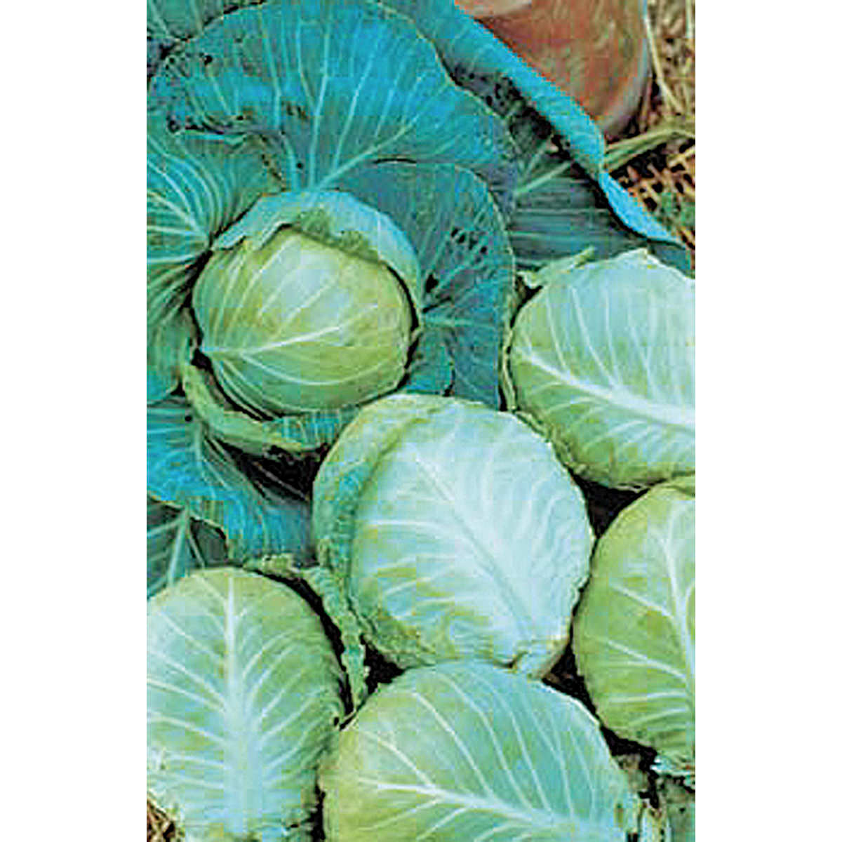Golden Acre Cabbage Seeds
