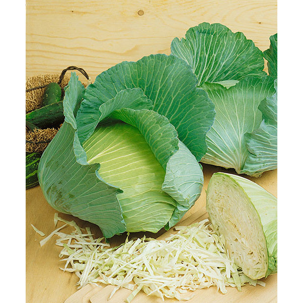 Late Flat Dutch Cabbage Seeds