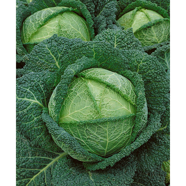 Savoy Perfection Cabbage Seeds