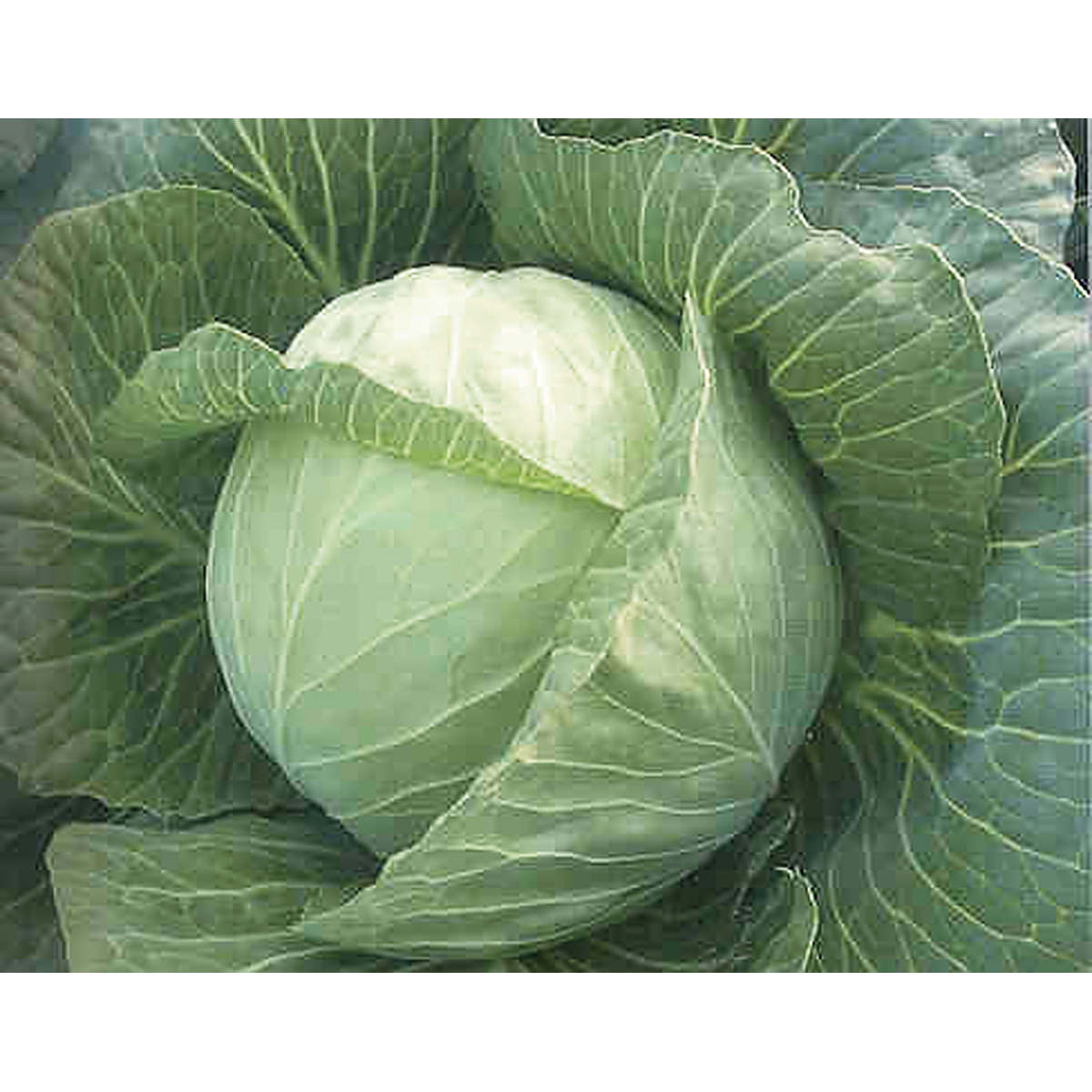 White Mist F1 Hybrid Cabbage Seeds