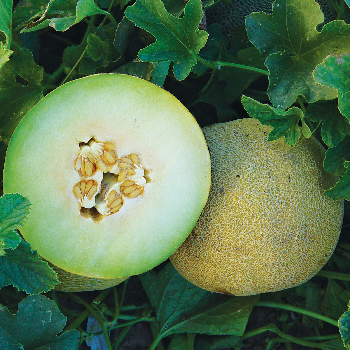 Sigal F1 Hybrid Galia Melon Seeds