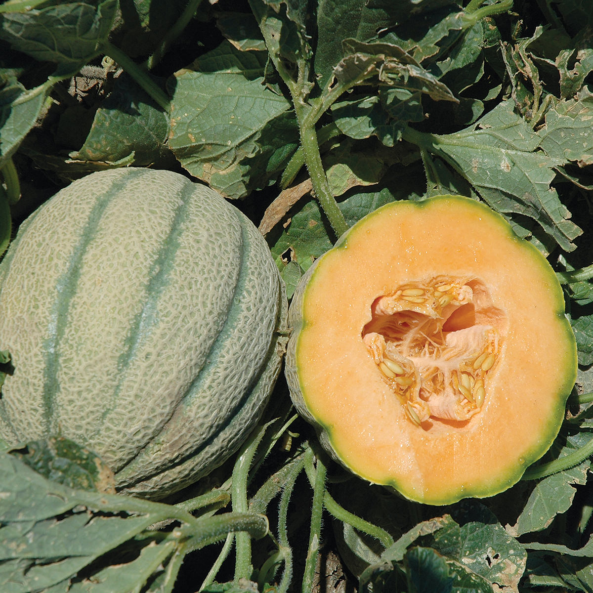 Orange Sherbet PMT F1 Hybrid Tuscan Type Melon Seeds