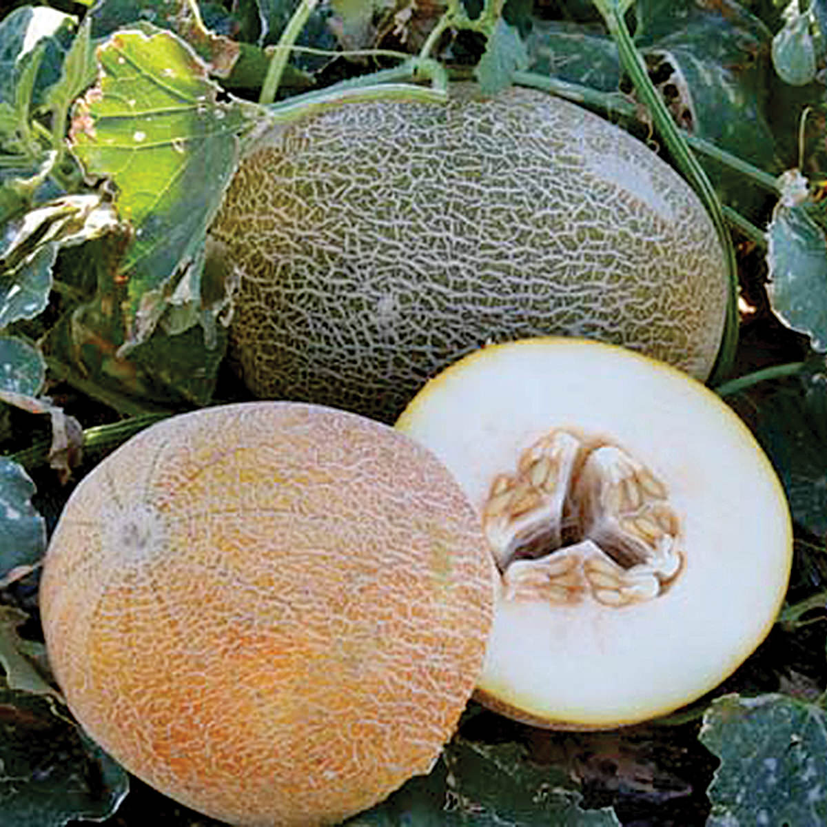 Trinidad F1 Hybrid Ananas Melon Seeds