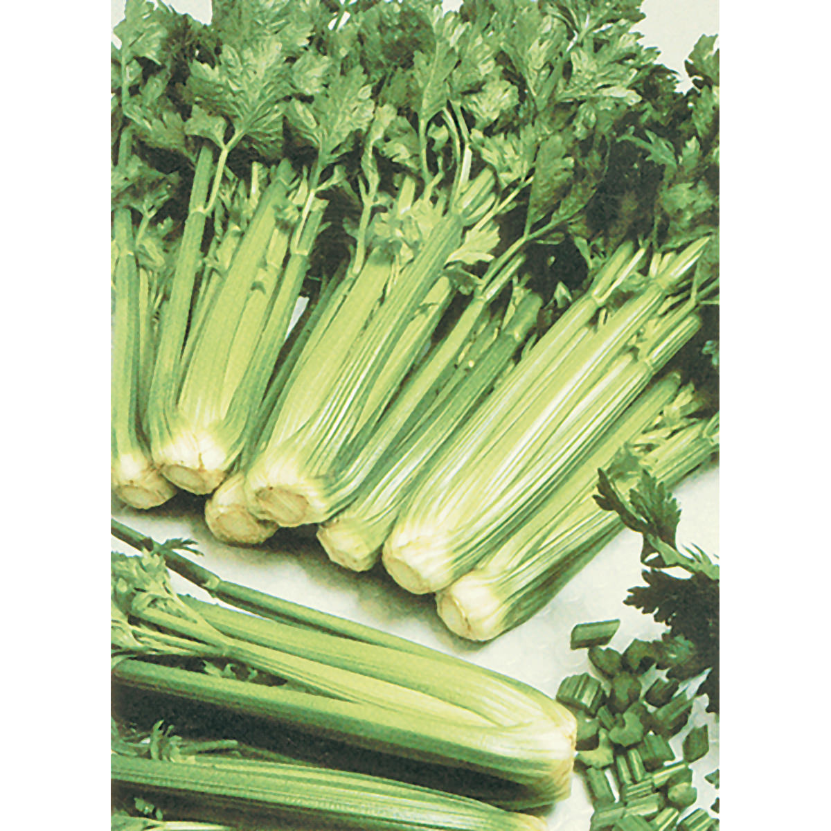 Tall Utah 52-70 Celery Seeds