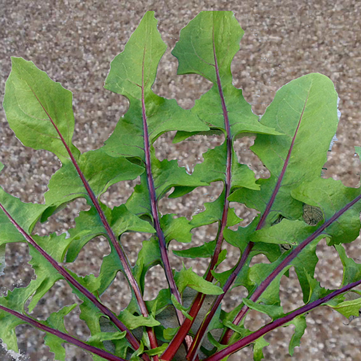 Garnet Stem Catalogna Chicory Seeds