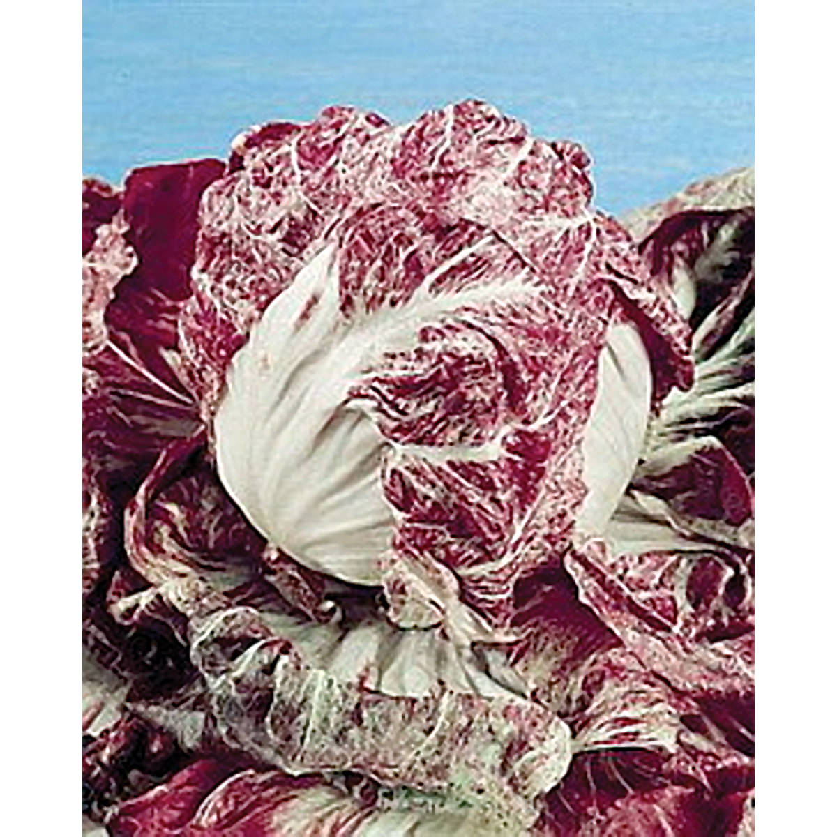 Red Verona Radicchio Chicory Seeds