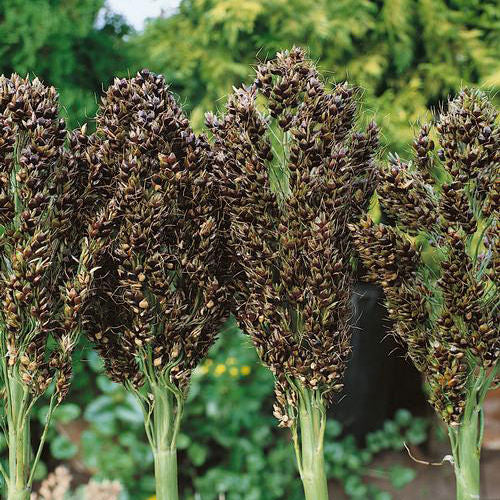 Broom Corn Mix Ornamental Corn Seeds