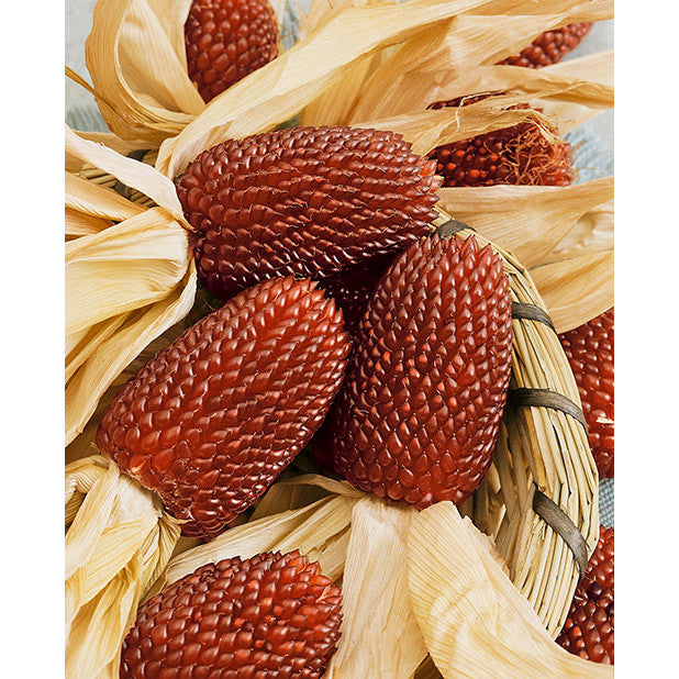 Red Strawberry Popcorn Seeds