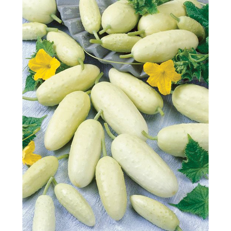 Crystal White Pickle Hybrid Cucumber Seeds