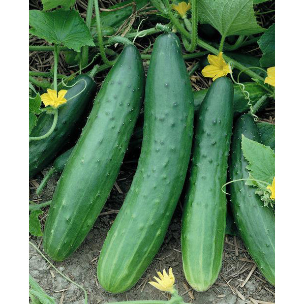 Garden Sweet F1 Hybrid Cucumber Seeds