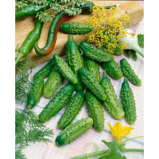 planting gherkin seeds Parisian Gherkin F1 Hybrid Cucumber Seeds
