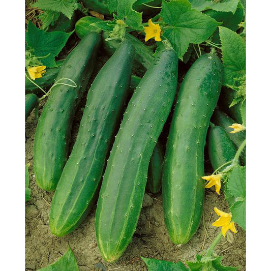 Straight Eight Cucumber Seeds