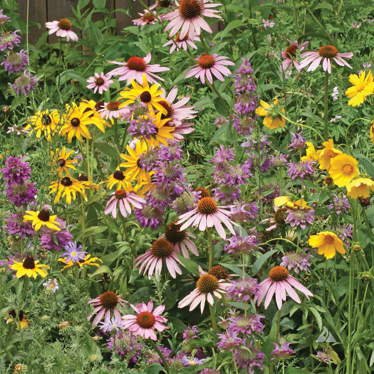 minnesota wildflower seed mix Easter Wildflower Pollinator Seed Mix - 1 oz - Flowers - Wild Flower Seed Blend