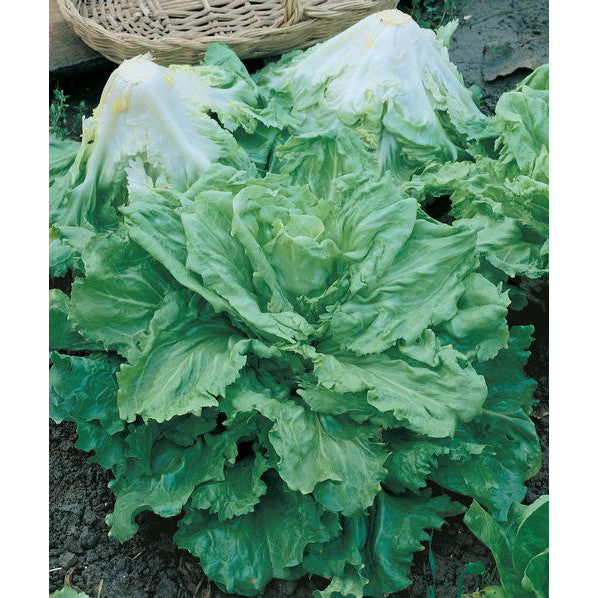 Certified Organic Batavian Full Heart Escarole Seeds