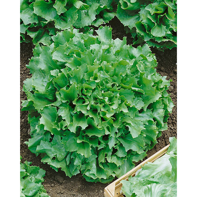 Salad King Endive Seeds