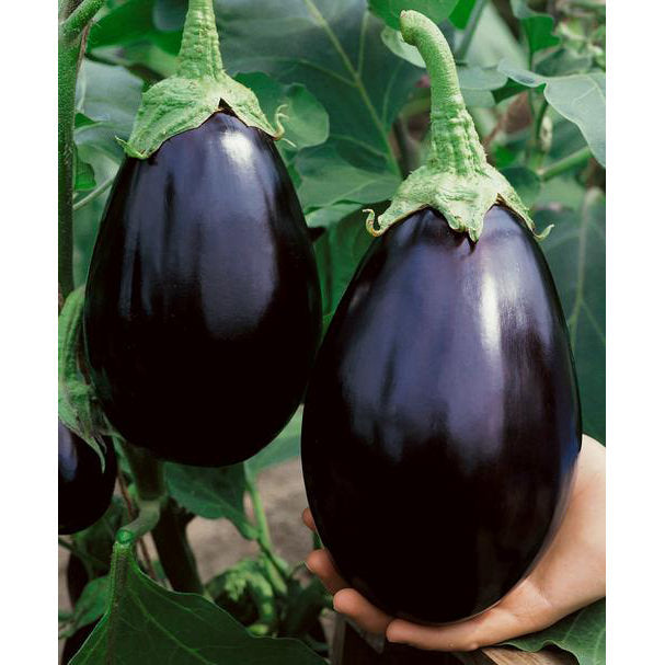 Black Beauty Eggplant Seeds