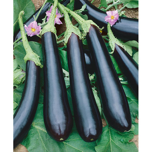 Long Purple Eggplant Seeds