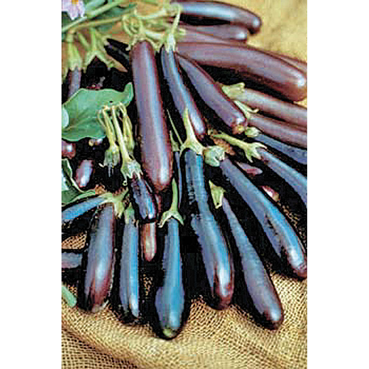 Long Purple Eggplant Seeds