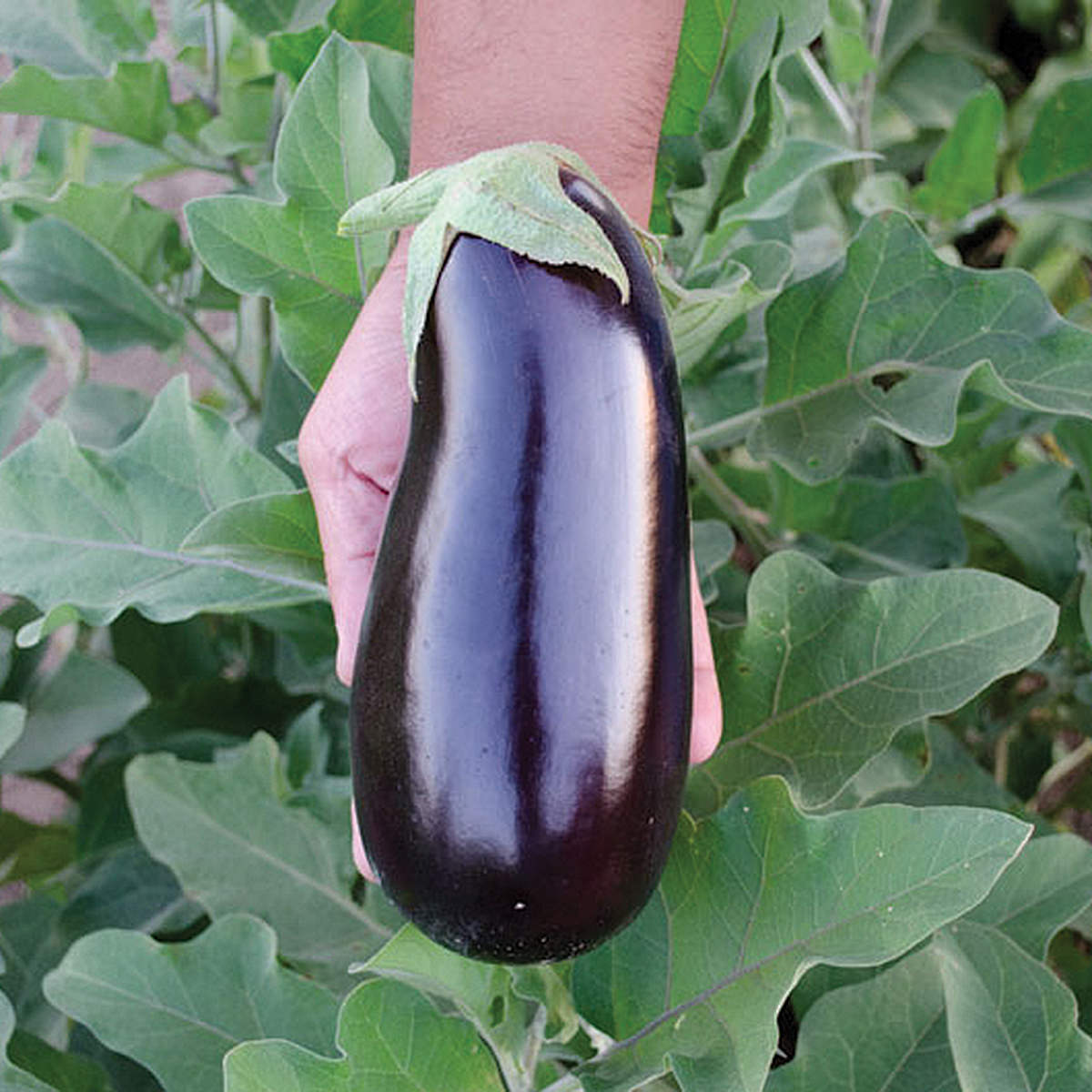plant eggplant from seed Rhapsody F1 Hybrid Eggplant Seeds