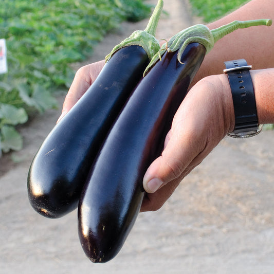 Tucci F1 Hybrid Eggplant Seeds