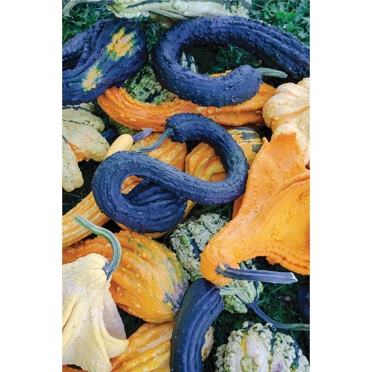 Beetlejuice F1 Hybrid Gourd Seeds