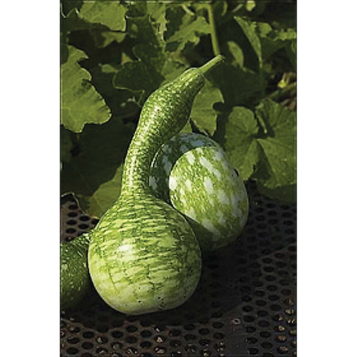 Speckled Swan Gourd Seeds