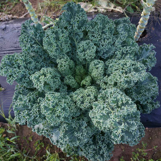 Dwarf Blue Curled Vates Kale Seeds