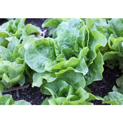 Buttercrunch Lettuce Seeds