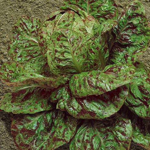 Freckles Lettuce Seeds