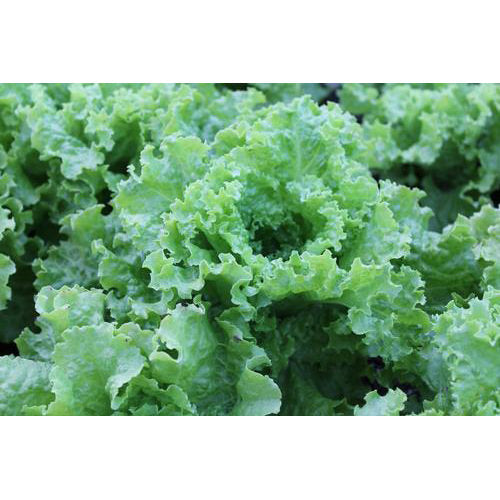 Grand Rapids Lettuce Seeds