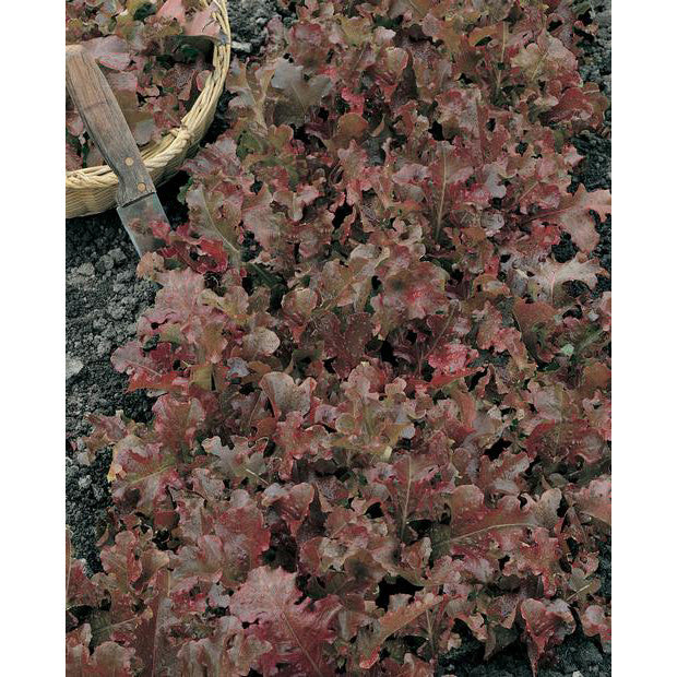 Danyelle Lettuce Seeds