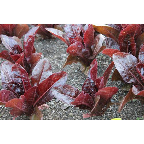 Red Romaine Lettuce Seeds