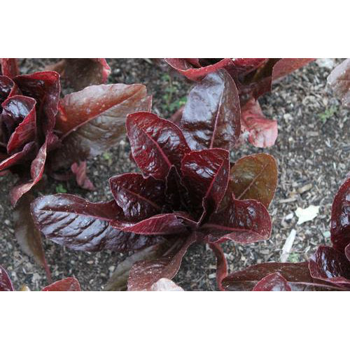 Rouge de Hiver Lettuce Seeds