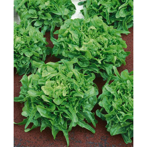 Sandy Lettuce Seeds