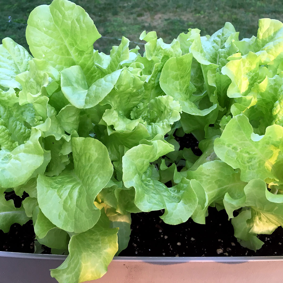 Simpson Elite Lettuce Seeds