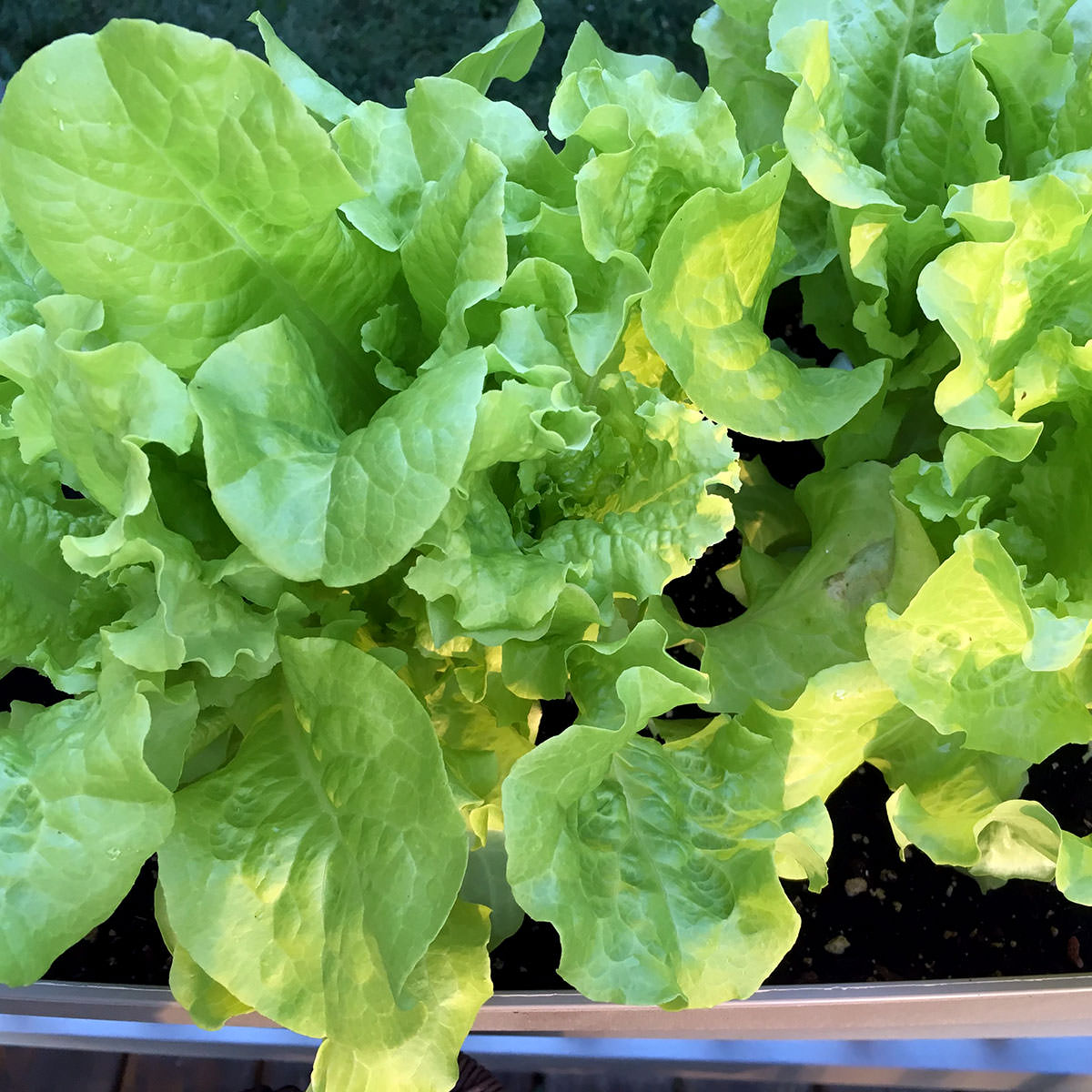 Simpson Elite Lettuce Seeds