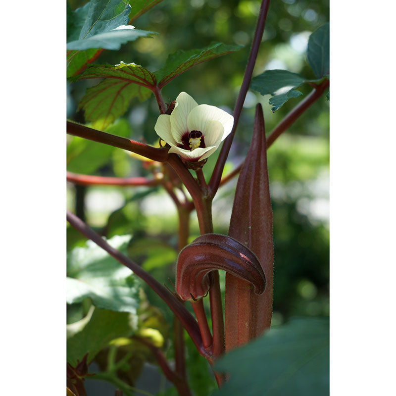 Red Burgundy Okra Seeds