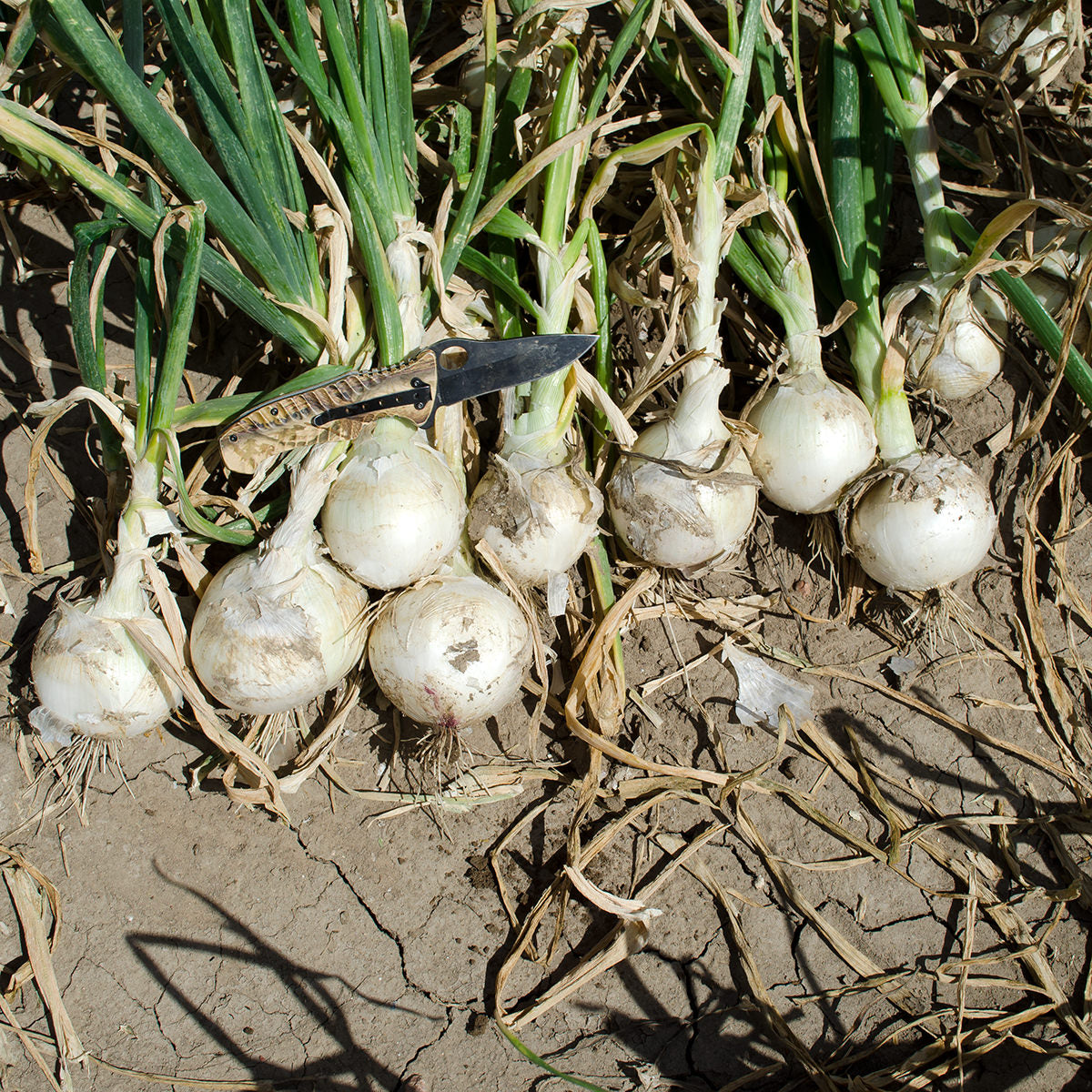 Diamond Swan F1 Hybrid Onion Seeds