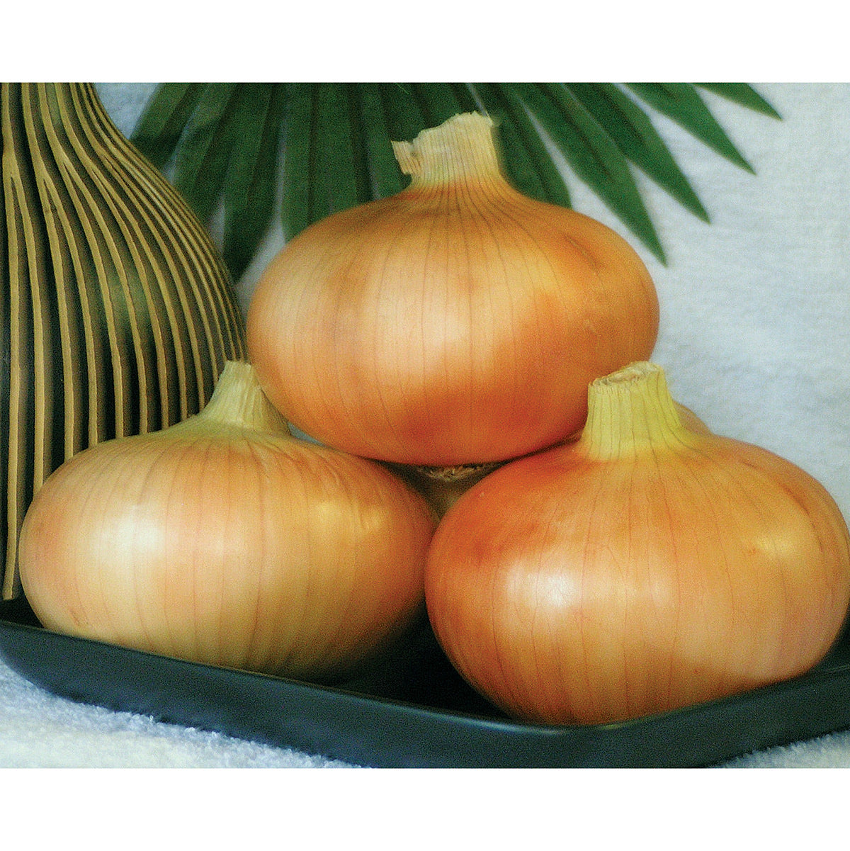 Georgia Boy Improved F1 Hybrid Onion Seeds