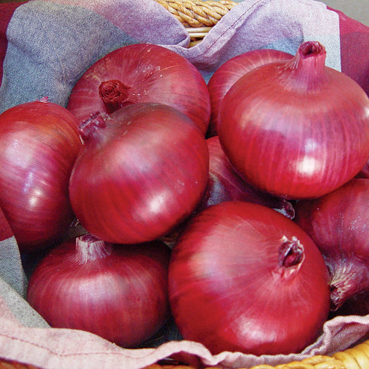 Chianti F1 Hybrid Onion Seeds