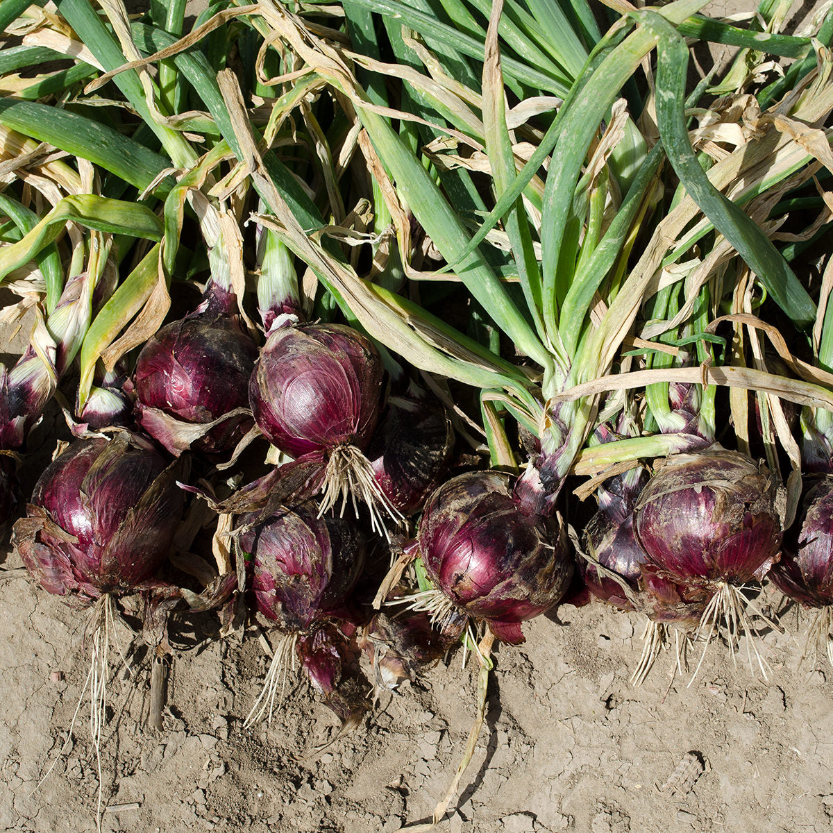 Cherry Mountain F1 Hybrid Onion Seeds