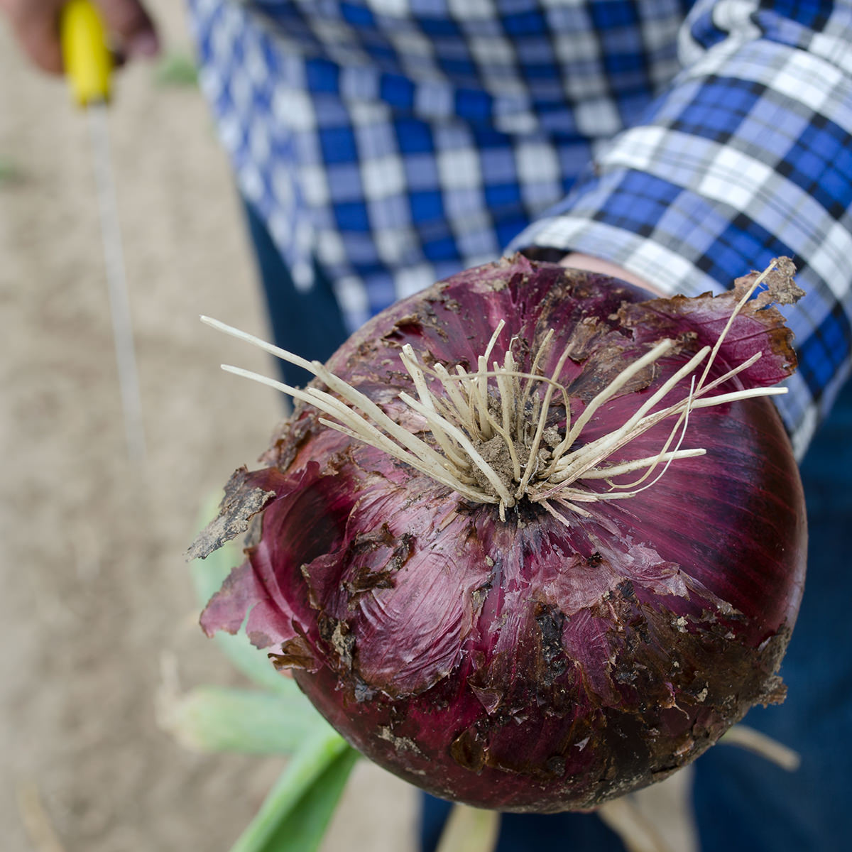 Cherry Mountain F1 Hybrid Onion Seeds