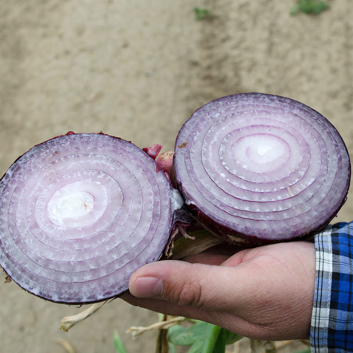 Cherry Mountain F1 Hybrid Onion Seeds