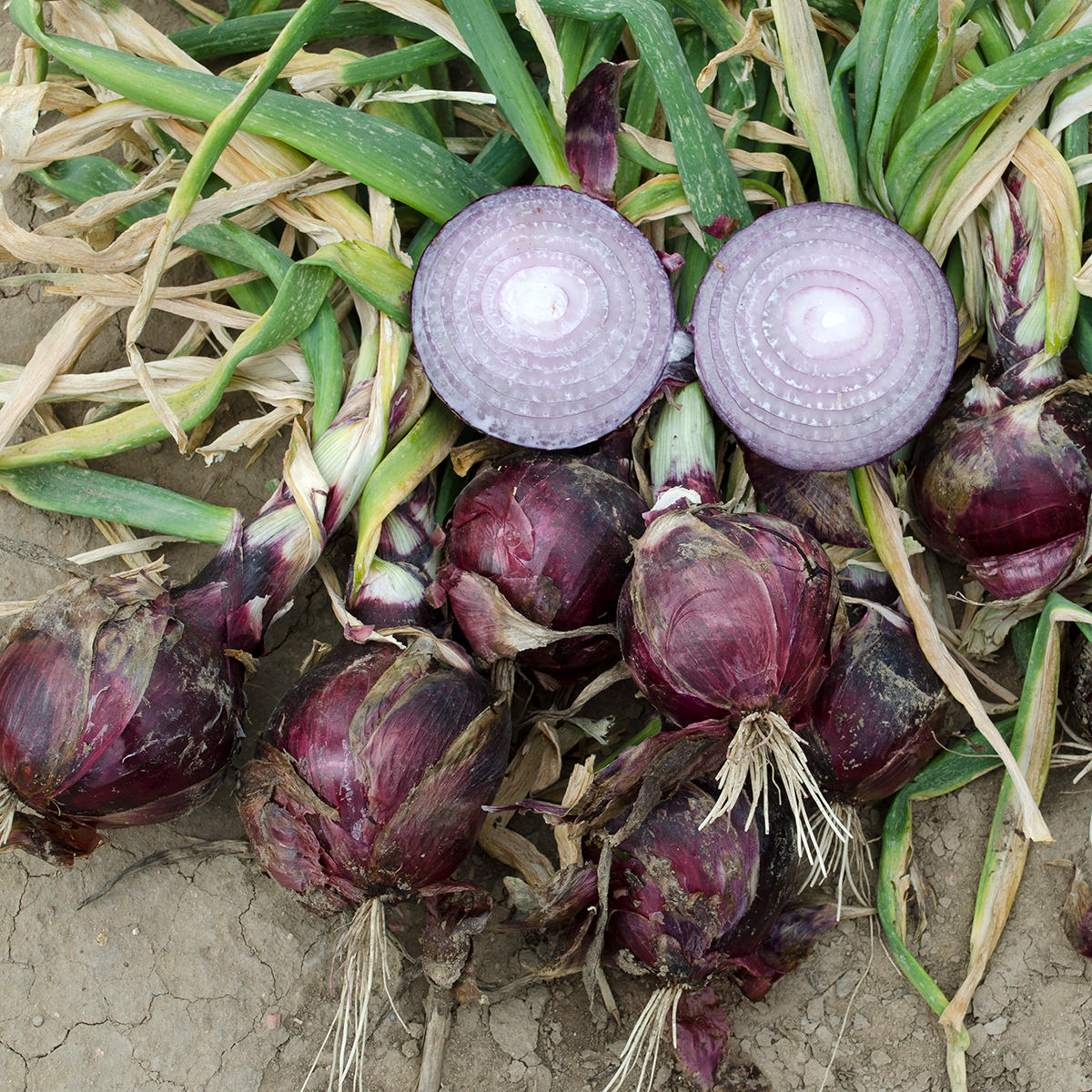 plant red onion seeds Cherry Mountain F1 Hybrid Onion Seeds – NE SEED