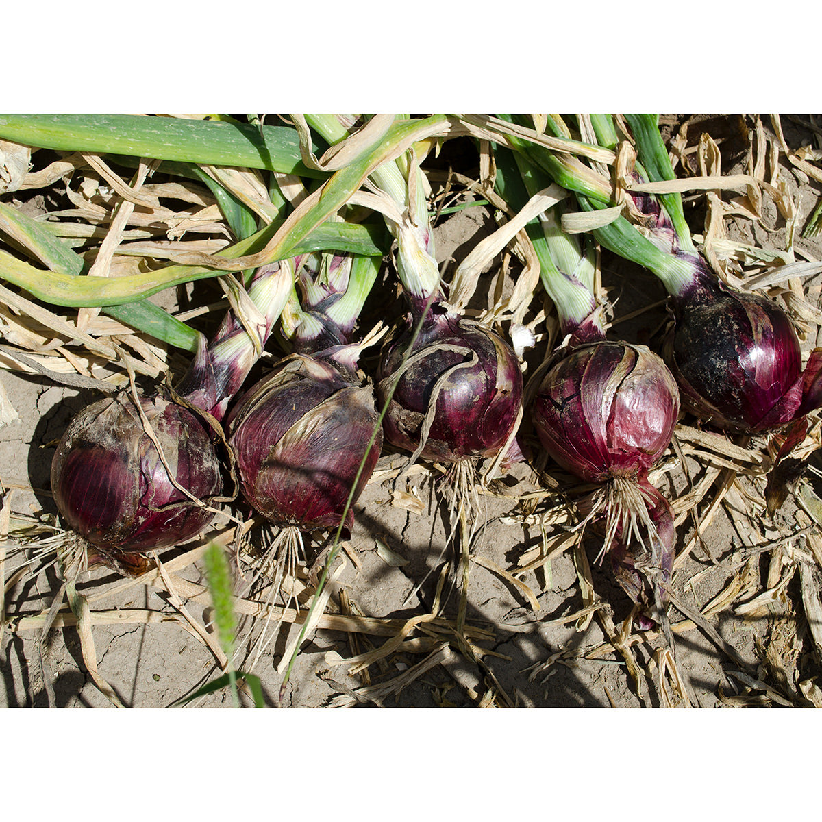 Cherry Mountain F1 Hybrid Onion Seeds